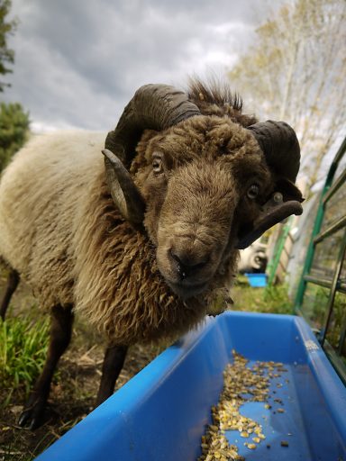 ram ignoring food trough to look at the camera